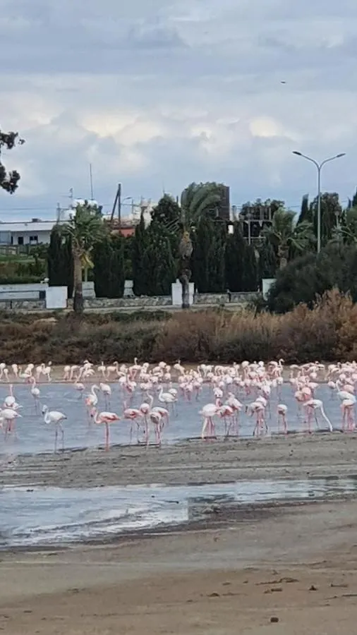 Must Stay - Sea & Salt Lake Panoramic View Apt Larnaca Cyprus